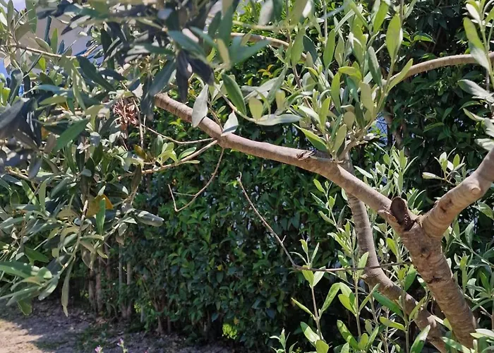 Appartement Garden Possidi